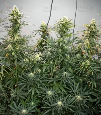 Gorilla Ice Cream (Expert Seeds) Cannabis-Samen