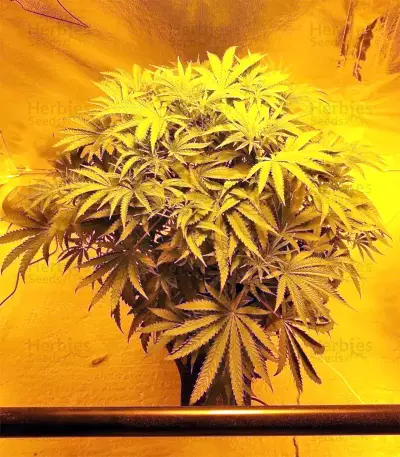 Z Gorilla (Original Sensible Seeds) Cannabis-Samen