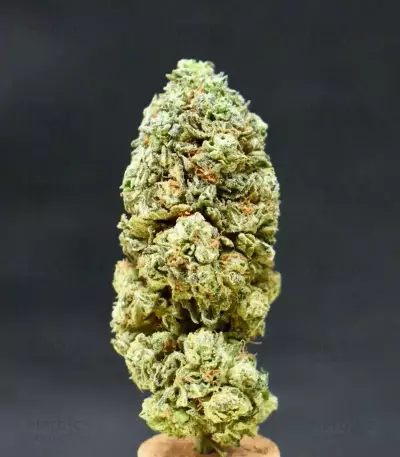 Grandmommy Purple feminisierte Samen (Herbies Seeds)