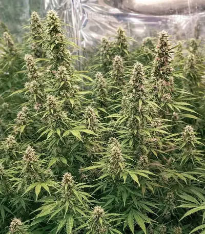 Green Monster Auto (Zambeza Seeds) Cannabis-Samen