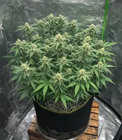 Hybrid X (Cream of the Crop Seeds) Cannabis-Samen