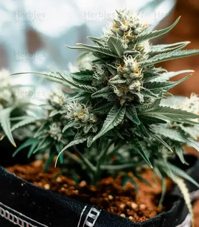 Mi 6 Auto (Flash Seeds) Cannabis-Samen