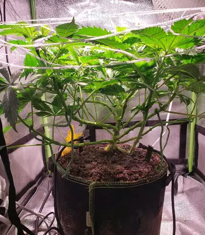 Mimosa EVO feminisierte Samen (Barney's Farm)