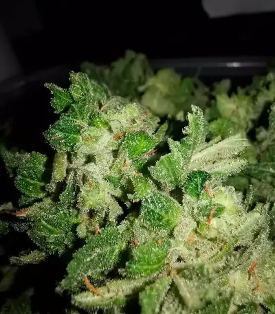 Monster GG#4 Original Glue (Monster Genetics) Cannabis-Samen