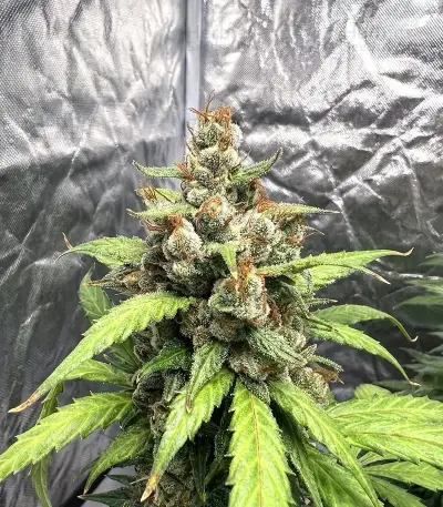 Neville's Rose Auto feminisierte Samen (Delicious Seeds)