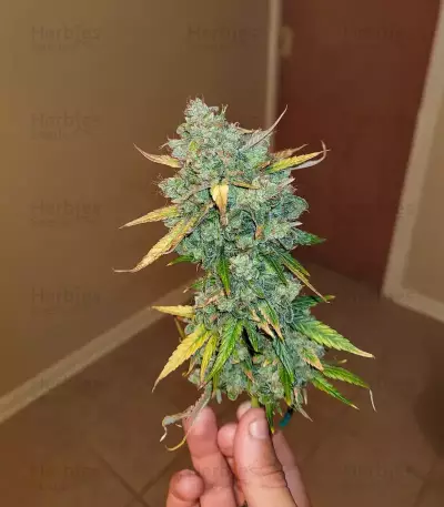 OG Kush Auto feminisierte Samen (Ethos Genetics)