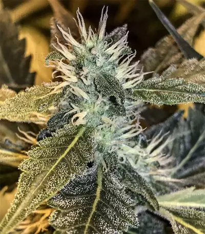 Shogun (RQS) Cannabis-Samen