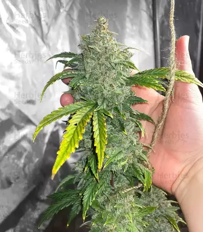 S.O.D.K Auto (Mephisto Genetics) Cannabis-Samen