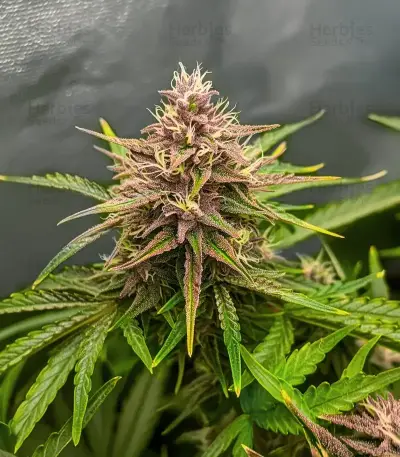 Stress Killer Automatic CBD (RQS) Cannabis-Samen
