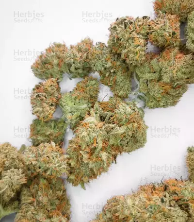 Super Orange Haze Auto feminisierte Samen (Mephisto Genetics)