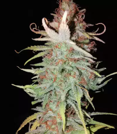 THC Bomb (Bomb Seeds) Cannabis-Samen