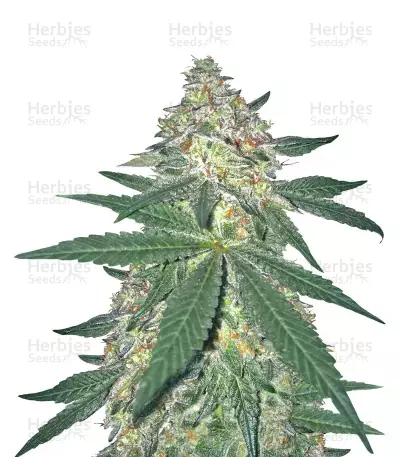 The New (Humboldt Seeds Organization) Cannabis-Samen