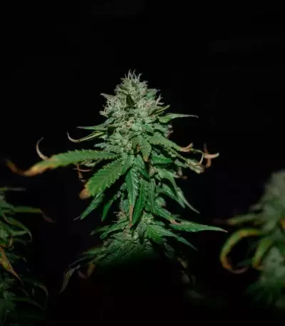 Triple Cheese (Barney's Farm) Cannabis-Samen