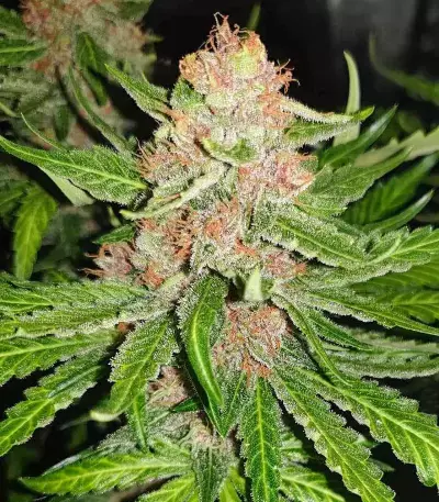 Tropicanna Poison F1 Fast Version feminisiertes Saatgut (Sweet Seeds)