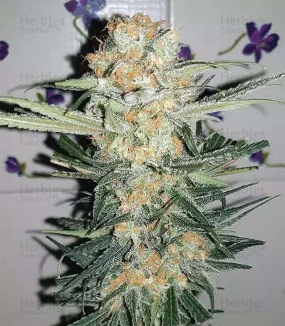 Wedding Cake (Original Sensible Seeds) Cannabis-Samen