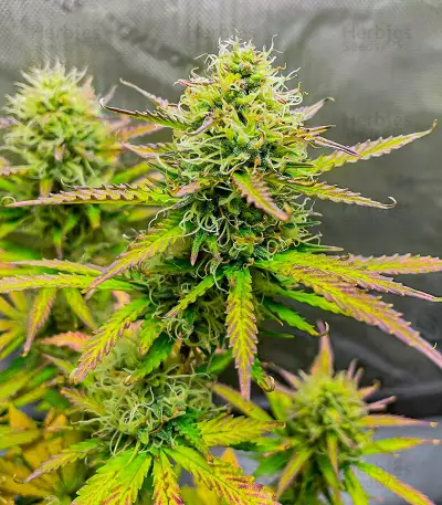 Wedding Cake Autoflower feminisierte Samen (EGS)