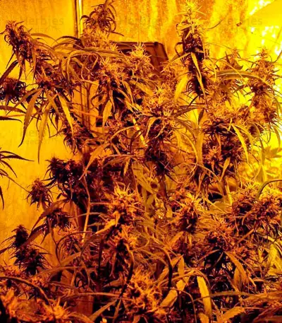 Hawaii Maui Waui (Nirvana Seeds) Cannabis-Samen