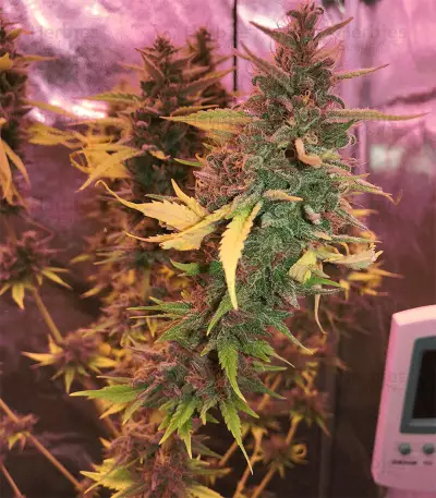 Ayahuasca Purple (Barney's Farm) Cannabis-Samen