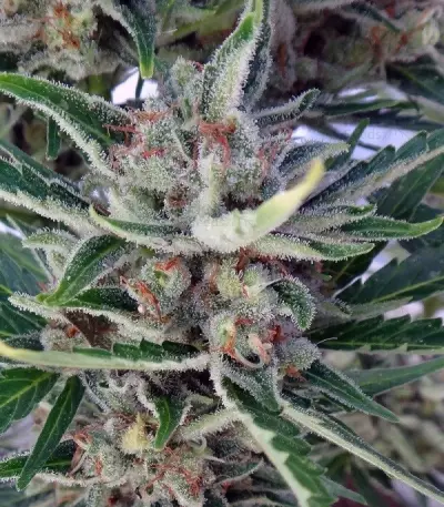 Auto Malawi x Northern Lights (Ace Seeds) Cannabis-Samen