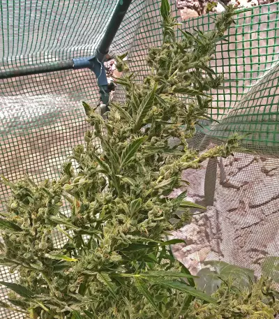 Auto Malawi x Northern Lights (Ace Seeds) Cannabis-Samen