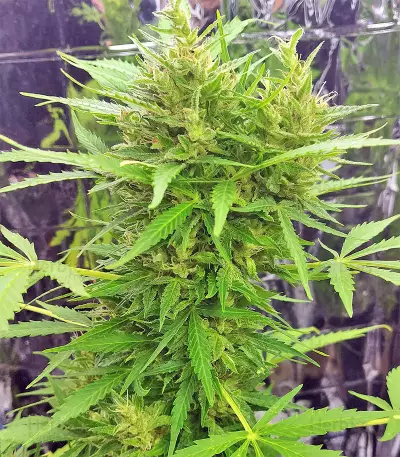 BCN Power Plant Autoflower (Seedstockers) Cannabis-Samen