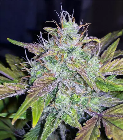 Berry Ryder Auto (Auto Seeds) Cannabis-Samen