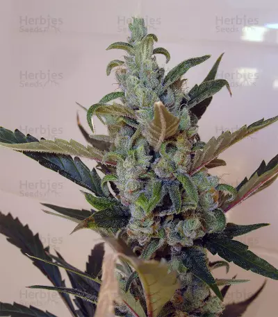 Berry Ryder Auto (Auto Seeds) Cannabis-Samen