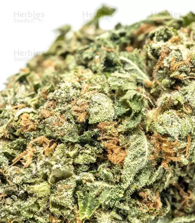 Bruce Banner #3 (Big Head Seeds) Cannabis-Samen