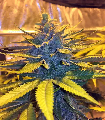 Bubble Bomb (Bomb Seeds) Cannabis-Samen