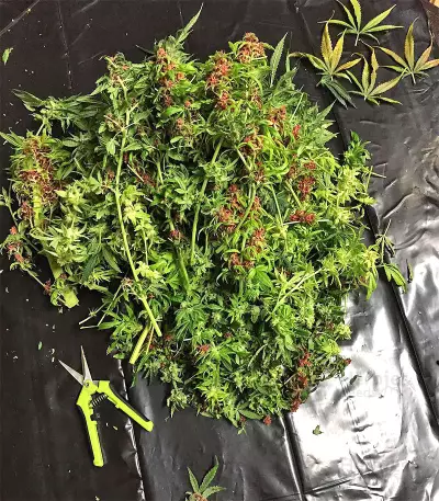 Chem Berry D regular (Dark Horse Genetics) Cannabis-Samen