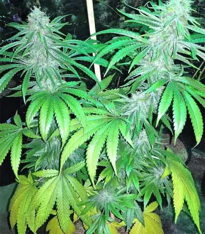 Cookies and Cream Strain