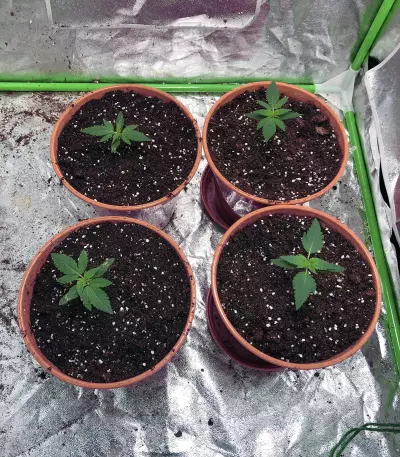 Gelato Auto (Original Sensible Seeds) Cannabis-Samen