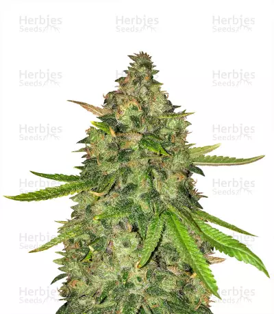 Gorilla Z (Big Head Seeds) Cannabis-Samen