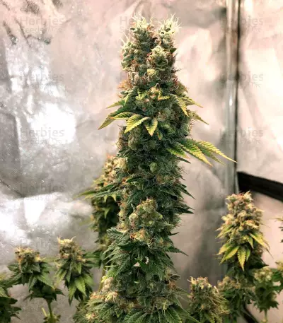 Kali Dog (RQS) Cannabis-Samen