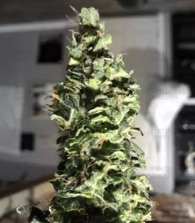 NL Auto (G13 Labs) Cannabis-Samen