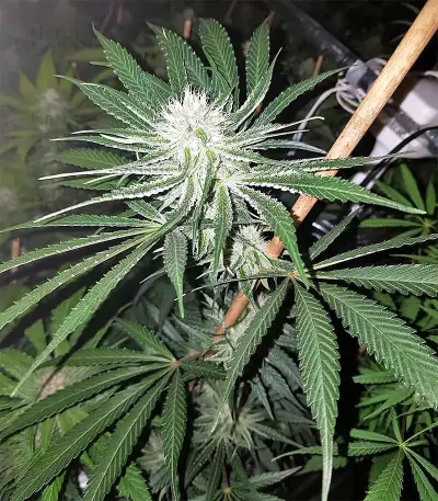 Original Bruce Banner regular (Dark Horse Genetics) Cannabis-Samen