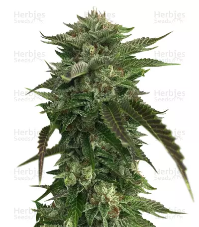 Original Bruce Banner regular (Dark Horse Genetics) Cannabis-Samen