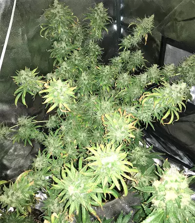 Pakistan Chitral Kush Standard (Ace Seeds) Cannabis-Samen
