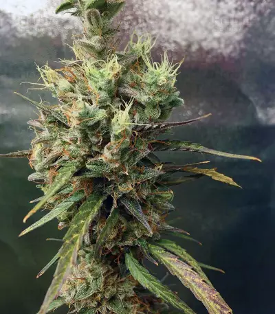 Pineapple Punch regular (Flying Dutchmen) Cannabis-Samen