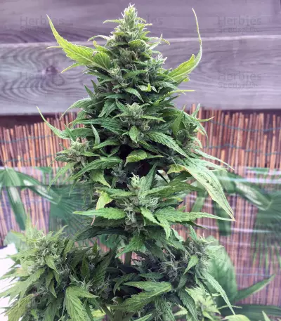 Secret Ducky (Xtreme Seeds) Cannabis-Samen