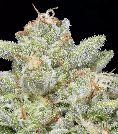 Skywalka Cookies (Big Head Seeds) Cannabis-Samen