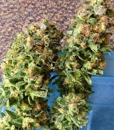 Skywalka Ghost Kush (Big Head Seeds) Cannabis-Samen