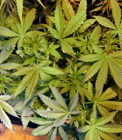 Super Lemon Haze Auto CBD (GHS) Cannabis-Samen