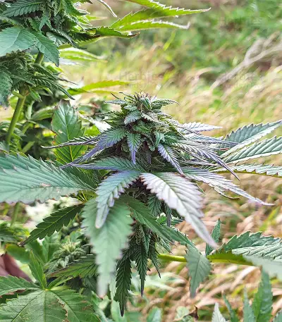 Super Skunk (Seedstockers) Cannabis-Samen