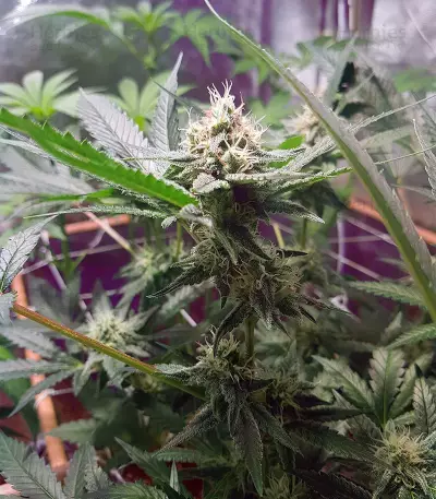 Toxic (Ripper Seeds) Cannabis-Samen