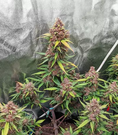 Alien Moonrocks feminisierte Samen (Original Sensible Seeds)