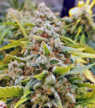 Amnesia Autoflower (Seedstockers) Cannabis-Samen