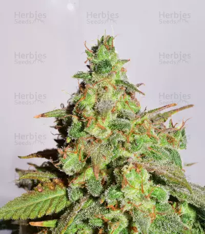 Auto Euforia (Dutch Passion) Cannabis-Samen