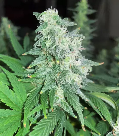 Auto Gelato (Female Seeds) Cannabis-Samen