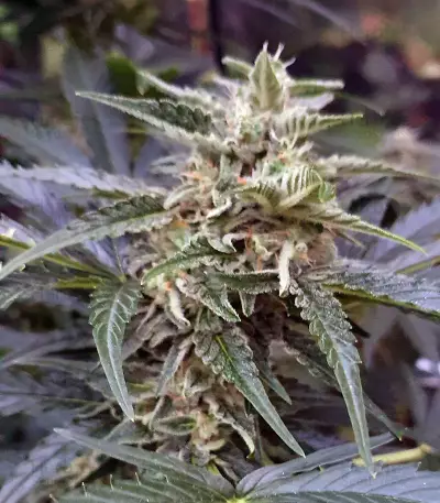 Auto Masszar (Critical Mass Collective Seeds) Cannabis-Samen